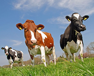 blog-3-Our-Healthy-Cows.jpg